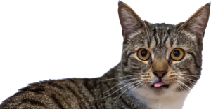 Das ist die Fragekatze bei complete...your...brand. Die Katze leitet dich auf die Startseite von cyb.